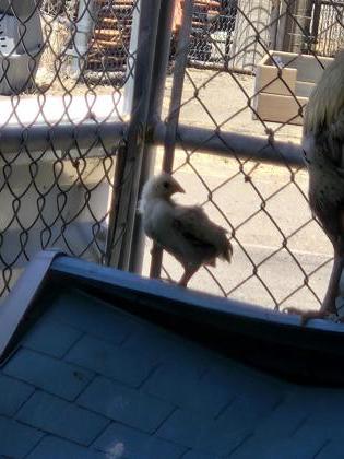 Chick 7