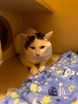 Charlie, Adult Male Domestic Short Hair