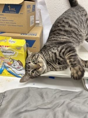 Trois, Adult Female Domestic Short Hair