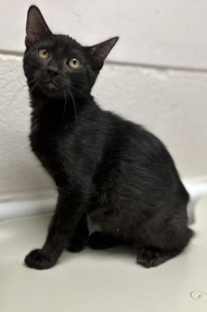 Dizzy, Young Male Domestic Short Hair