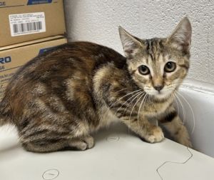 Sahara, Young Female Domestic Short Hair