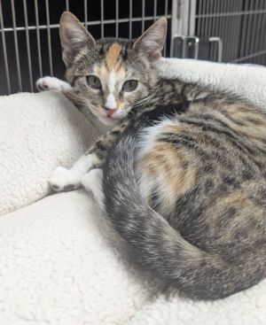 Hailey, Baby Female Domestic Short Hair