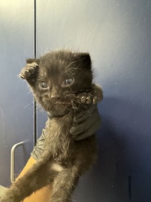 Jazz, Baby Female Domestic Short Hair
