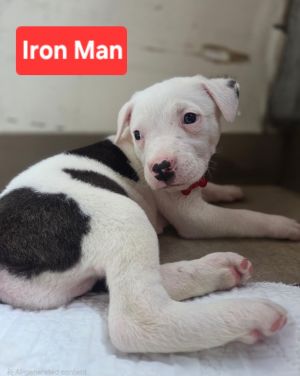 Iron Man, Baby Male Pit Bull Terrier