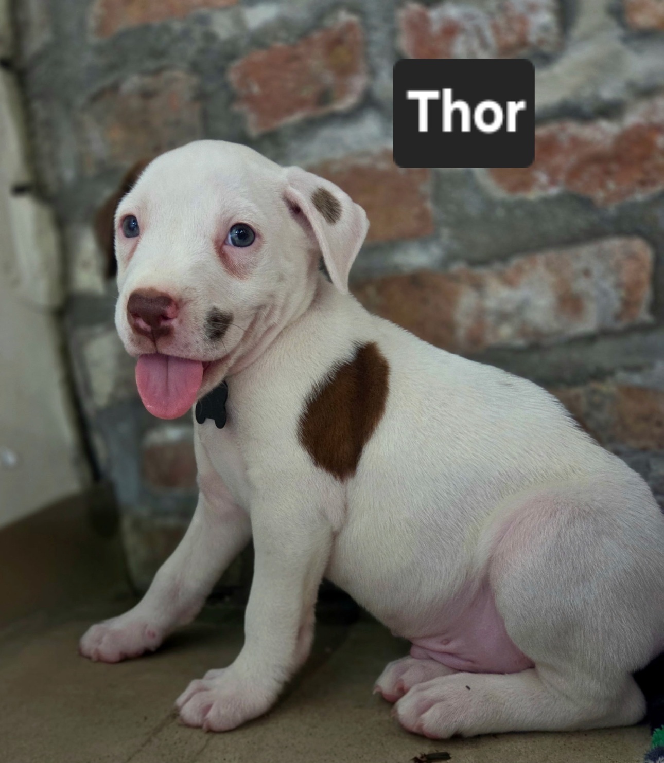 Thor