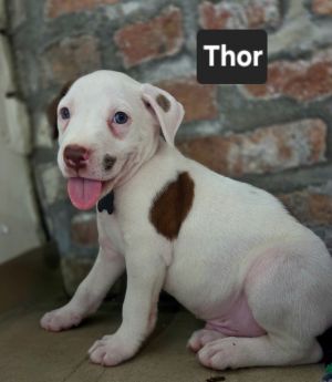 Thor, Baby Male Pit Bull Terrier