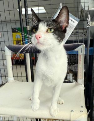 Edith, Young Female Domestic Short Hair
