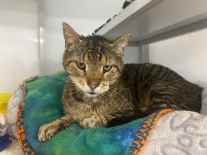 Mr. Moseby, Senior Male Domestic Short Hair