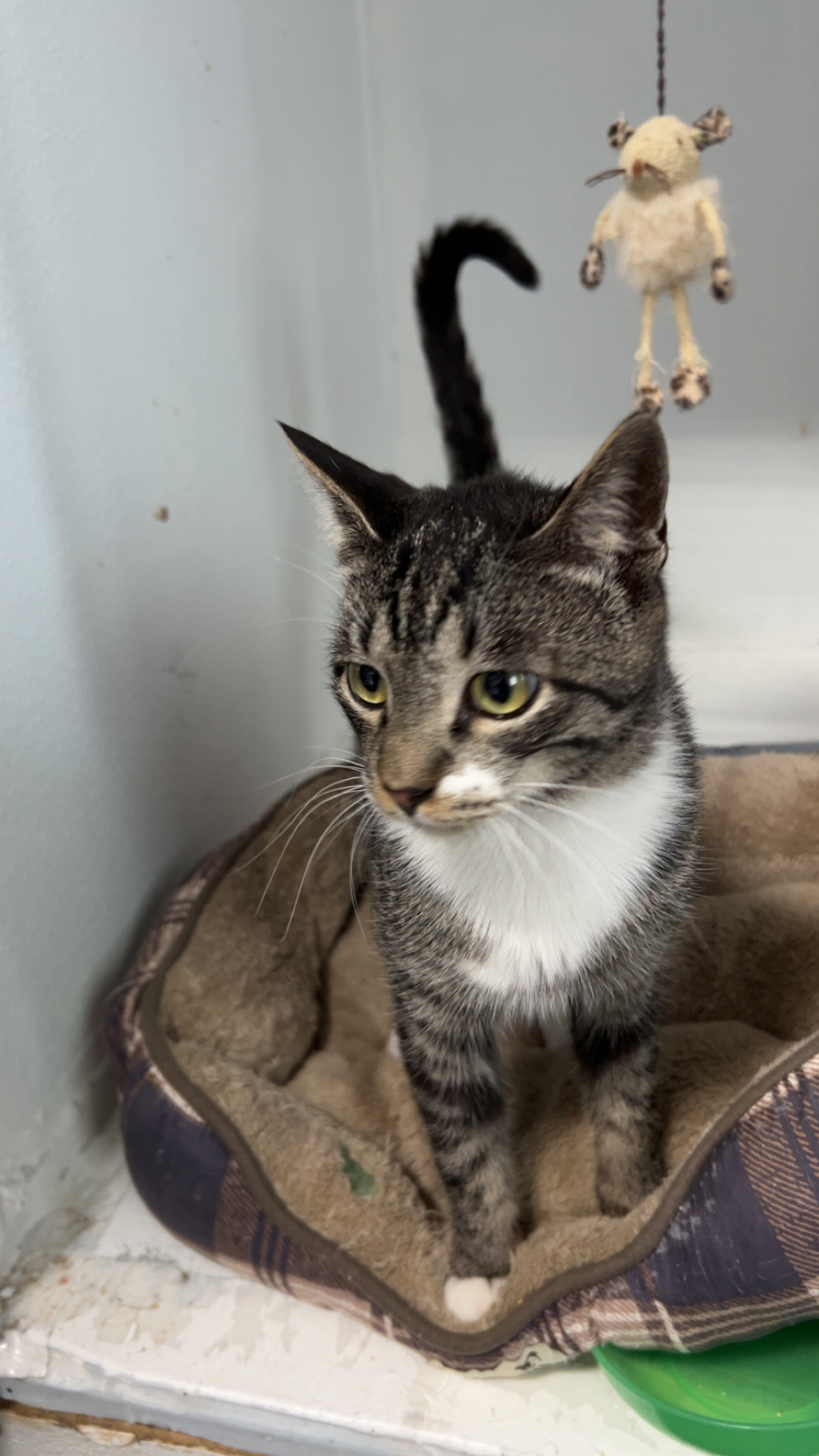 Steve, an adoptable Domestic Short Hair in Dillon, MT, 59725 | Photo Image 1
