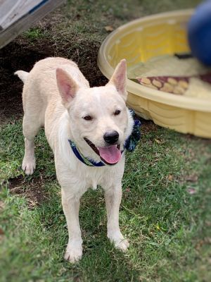 Sandy, Young Female Mixed Breed