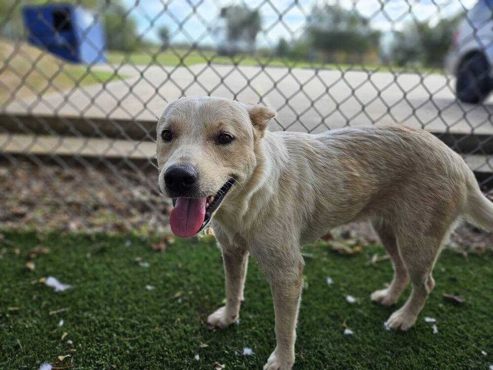 Sandy