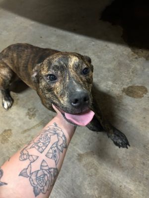 Byron, Young Male Mountain Cur