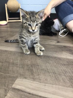 Wally, Baby Male Domestic Short Hair
