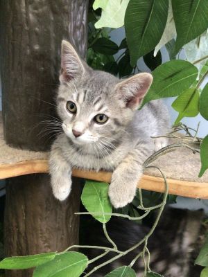 Sir Purr, Adult Male Domestic Short Hair