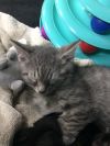 Sir Purr photo 2