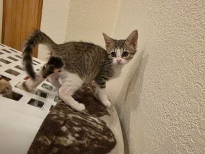 Artichoke, Baby Female Domestic Short Hair