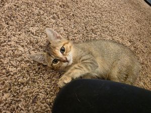Spinach, Baby Female Domestic Short Hair