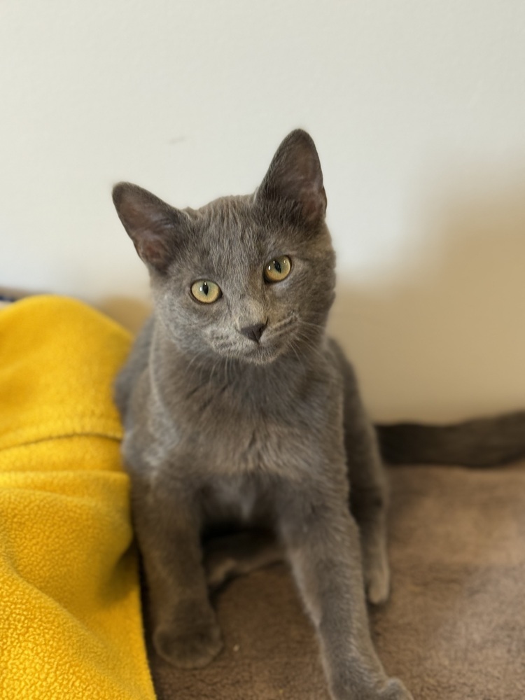Tamale, an adoptable Domestic Short Hair in McPherson, KS, 67460 | Photo Image 1