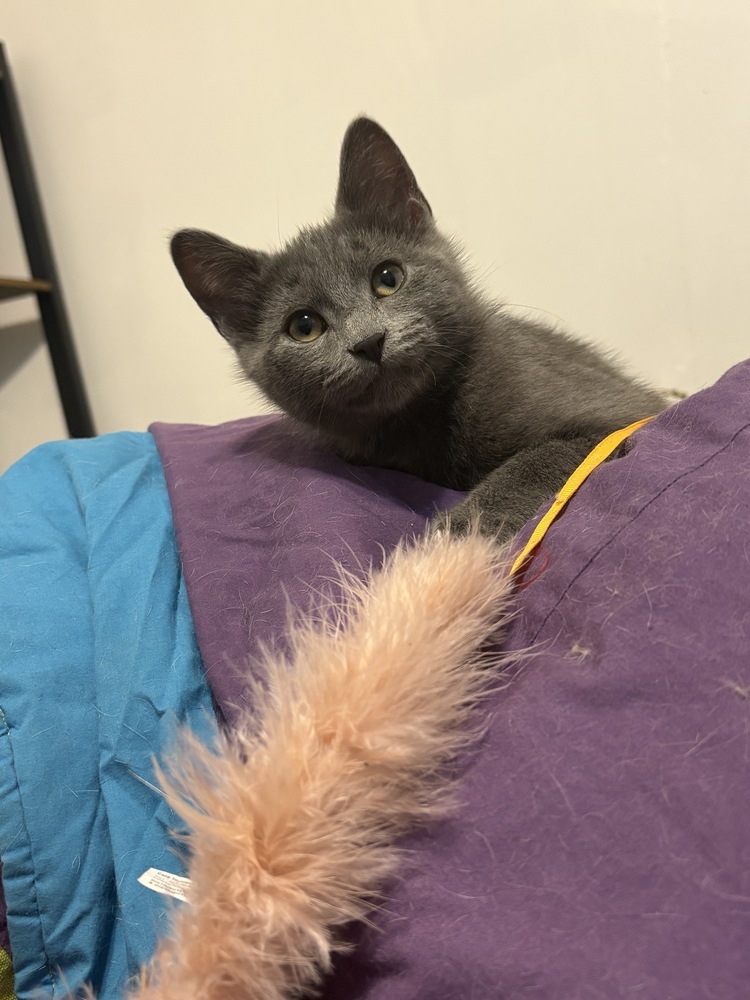 Tamale, an adoptable Domestic Short Hair in McPherson, KS, 67460 | Photo Image 2