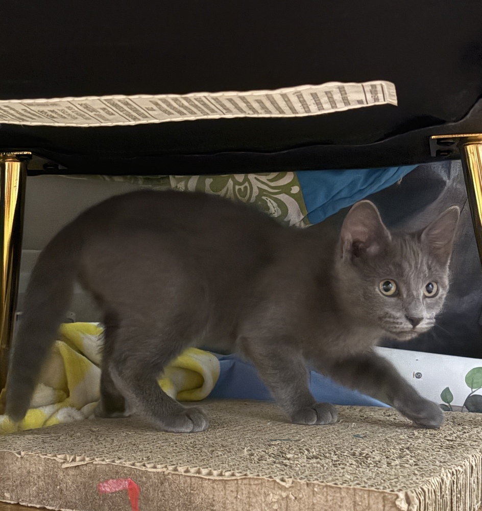 Tamale, an adoptable Domestic Short Hair in McPherson, KS, 67460 | Photo Image 3
