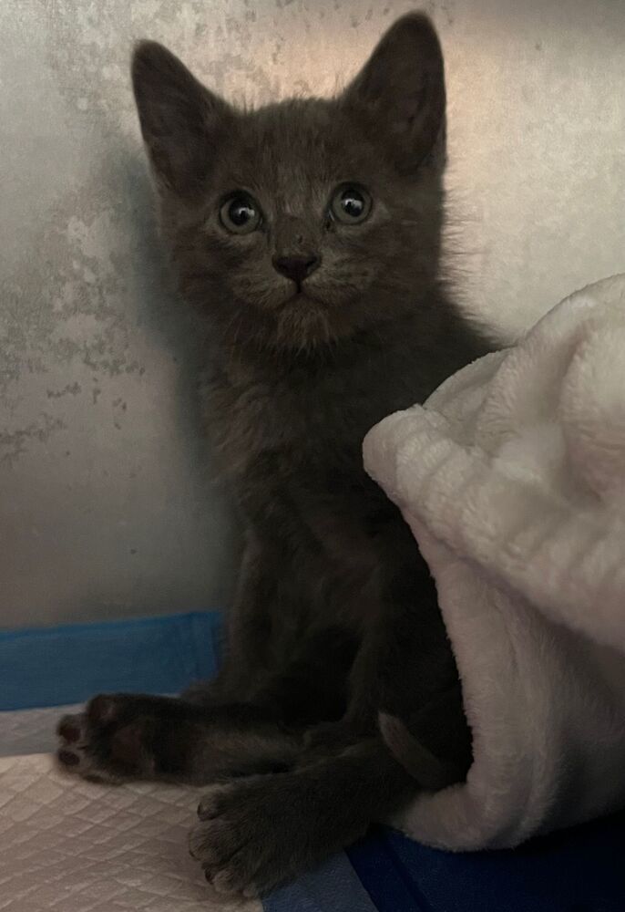 Tamale, an adoptable Domestic Short Hair in McPherson, KS, 67460 | Photo Image 4