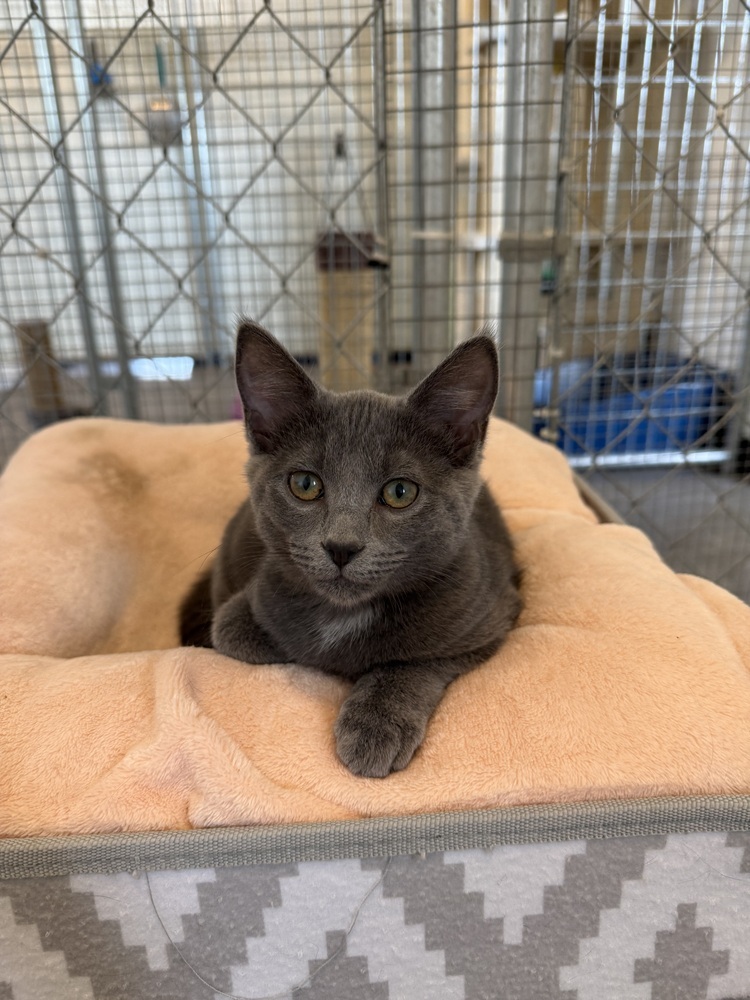 Churro, an adoptable Domestic Short Hair in McPherson, KS, 67460 | Photo Image 1