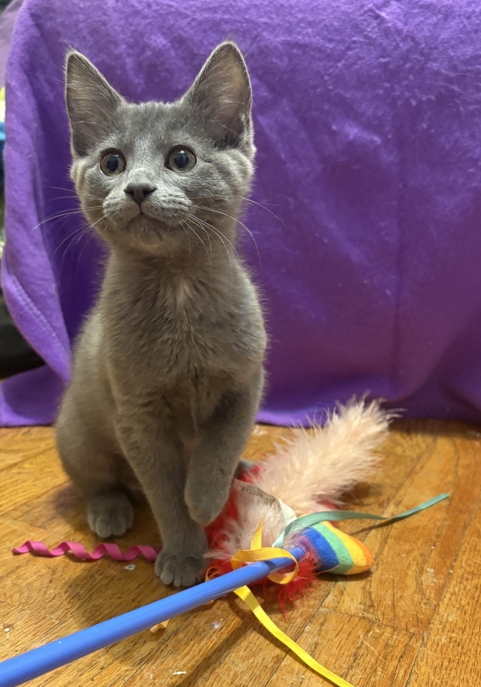 Churro, an adoptable Domestic Short Hair in McPherson, KS, 67460 | Photo Image 2