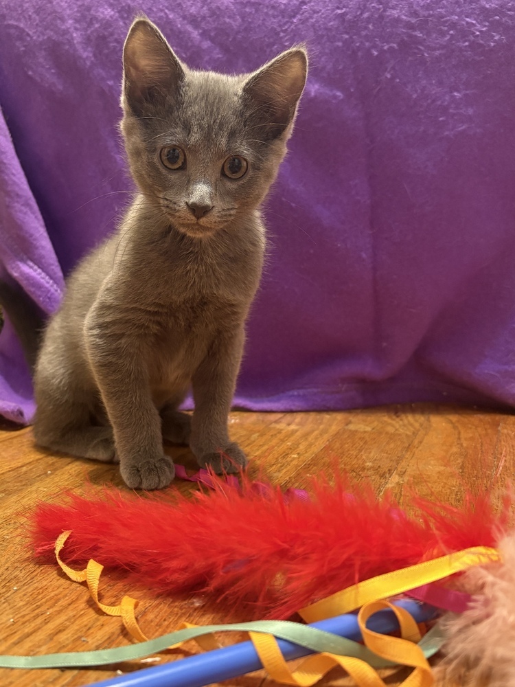 Churro, an adoptable Domestic Short Hair in McPherson, KS, 67460 | Photo Image 3