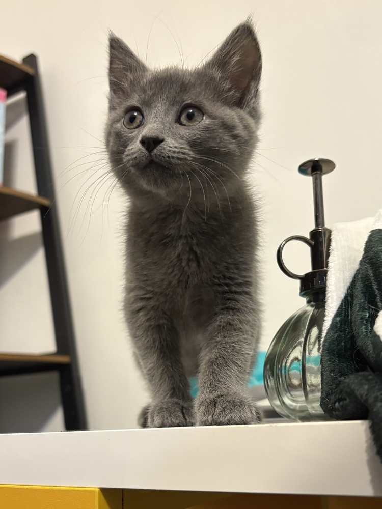 Churro, an adoptable Domestic Short Hair in McPherson, KS, 67460 | Photo Image 4