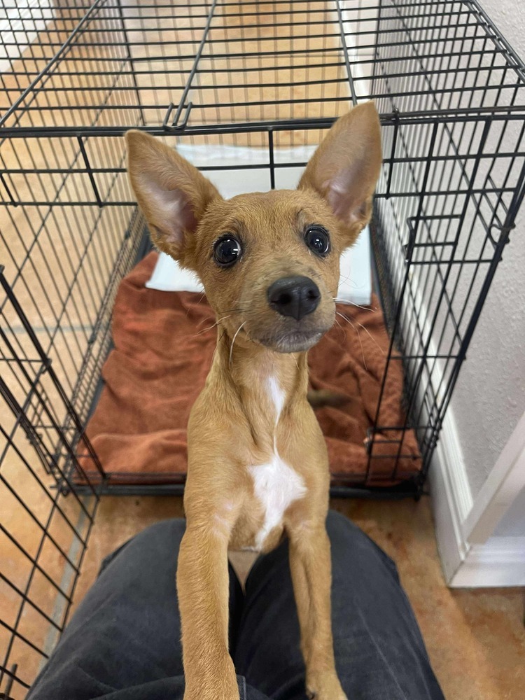 Bella Bean