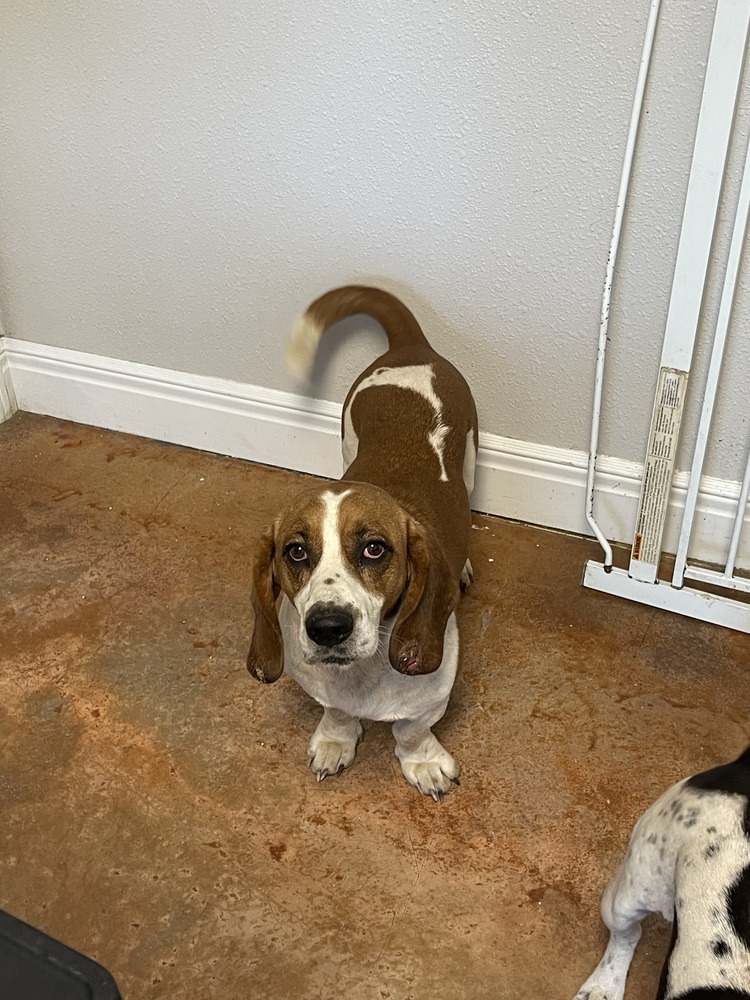 Otis