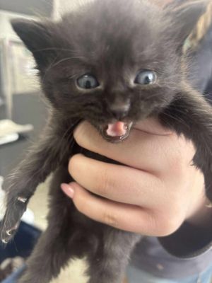 Clearwing, Baby Female Domestic Short Hair