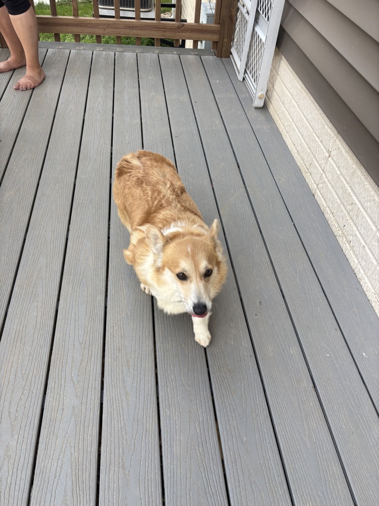 Corgi-Bella