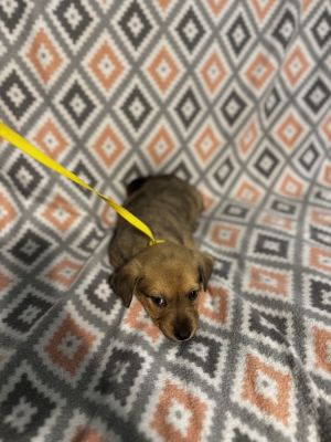 Joey, Baby Male Dachshund