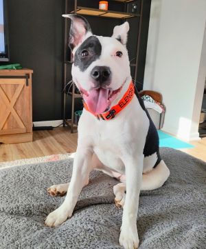 Elenor (25-098 D), Adult Female American Staffordshire Terrier