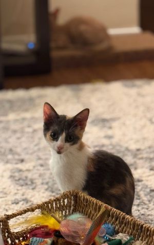 Cali, Baby Female unknown