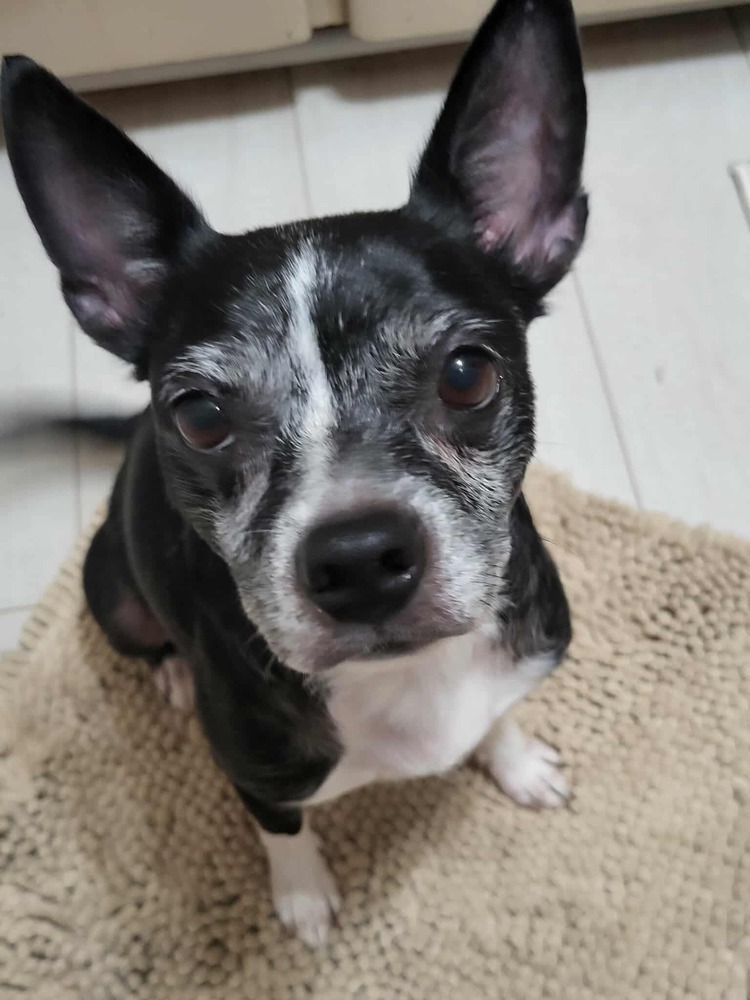 Bella