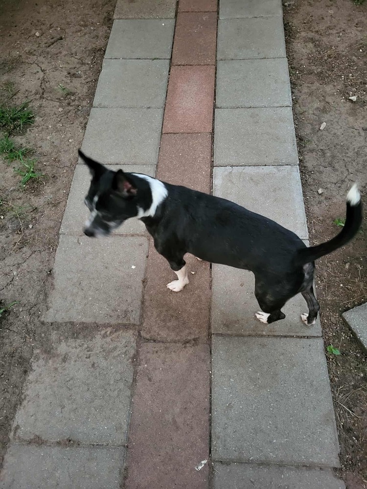 Bella