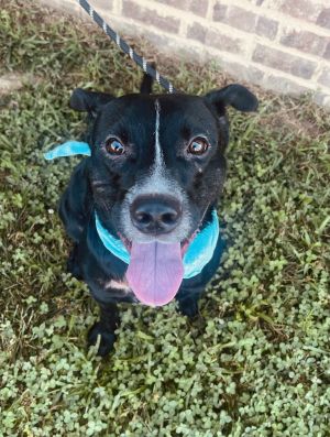 Harley Duke, Adult Male Labrador Retriever