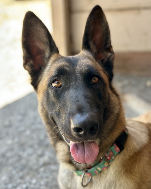 Canela