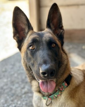 Canela, Young Female unknown