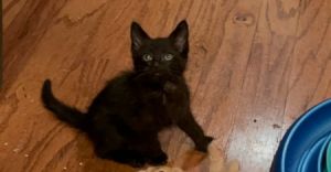 Kanye West H., Baby Male Domestic Short Hair