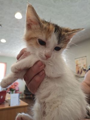 Waffle W., Baby Female Domestic Short Hair