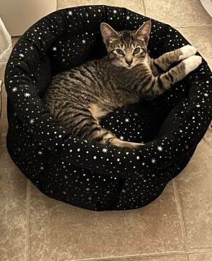 Amera, Baby Female Domestic Short Hair