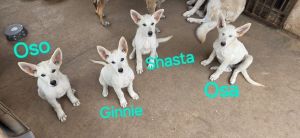 German Shepherd Litter (cross post), Baby Female unknown