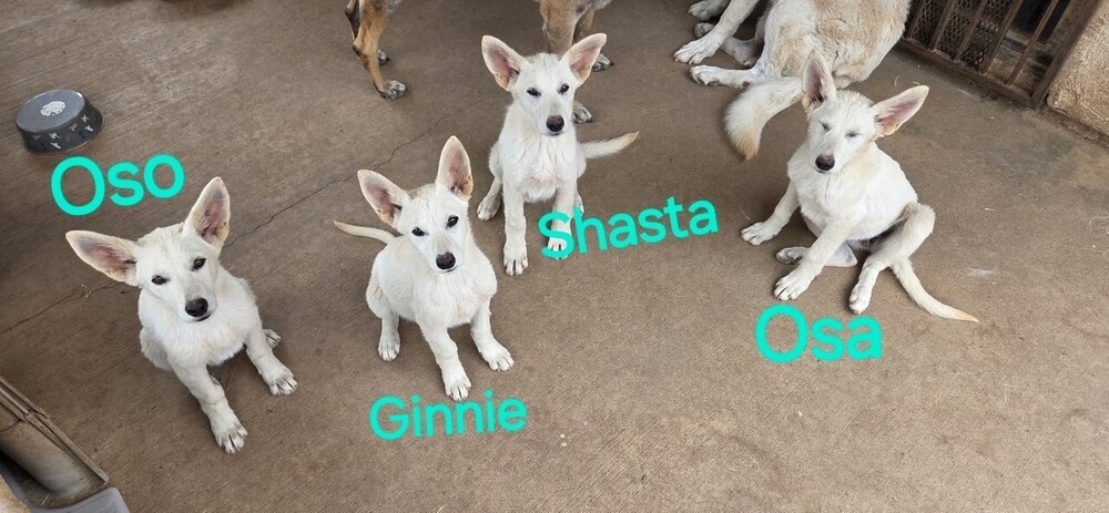 German Shepherd Litter (cross post)