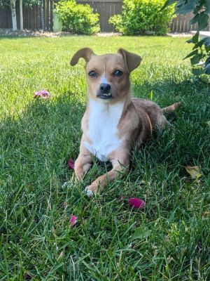 Kelsey, Young Female Chihuahua
