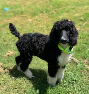 Dax Standard Poodle Dog