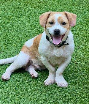 Briggs Corgi Dog