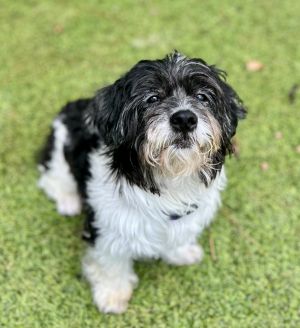 August (Auggie) Shih Tzu Dog